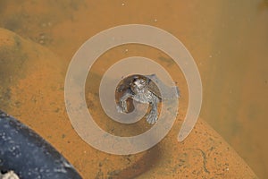 Mississippi map turtle closeup view