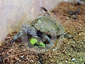 Mississippi map turtle closeup view