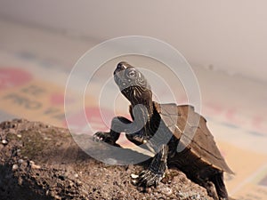 Mississippi map turtle closeup view