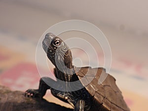 Mississippi map turtle closeup view