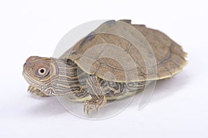 Mississippi map turtle, Graptemys pseudogeographica kohni