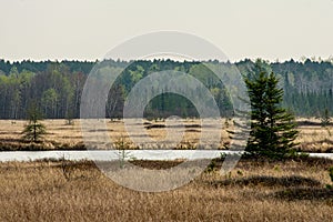 Mississippi Pines photo