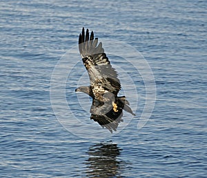 Mississippi River Eagle