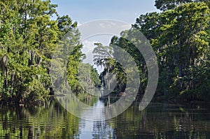 Mississippi River Through Woodlands of Jean Lafitte National Park