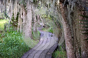 Mississippi River Through Woodlands of Jean Lafitte National Park