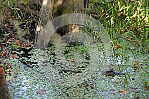 Mississippi River Through Woodlands of Jean Lafitte National Park