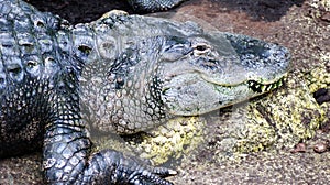 The Mississippian Alligator photo