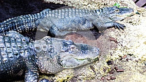 The Mississippian Alligator photo