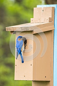 Missouri blue bird