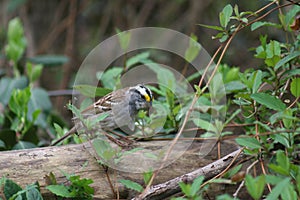 Missouri Brown Bird in Ruth Park 2020 III