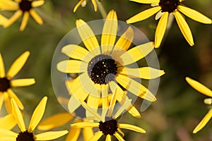 Missouri coneflower, Rudbeckia missouriensis