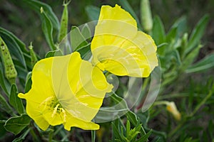 Missouri Evening Primrose