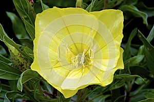 Missouri Evening Primrose  600569