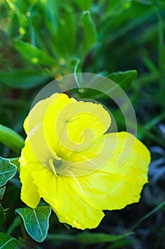 Missouri Evening Primrose closeup