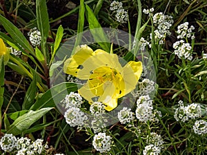 Missouri evening primrose (Oenothera missouriensis) with large, solitary, 4-petaled, bright yellow flowers flowering