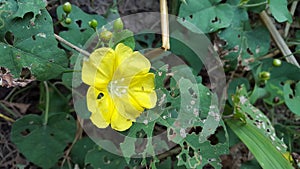 Missouri evening primrose, one of the wild plants in the tropical climate