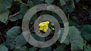 Missouri evening primrose, one of the wild plants in the tropical climate