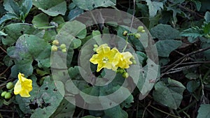 Missouri evening primrose, one of the wild plants in the tropical climate