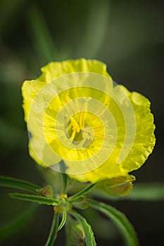 Missouri Evening Primrose wildflower