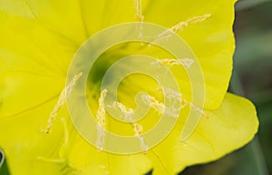 Missouri Evening Primrose wildflower macro