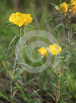 Missouri Evening Primroses