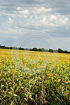 Missouri soy bean field