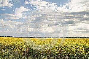 Missouri soy bean field