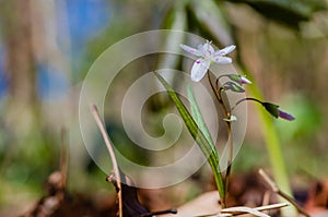 Missouri wildflower Spring Beauty