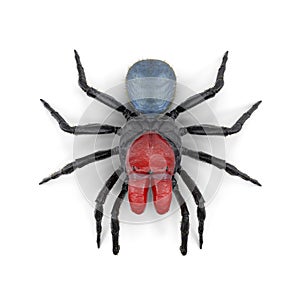 Missulena Occatoria Mouse Spider with Fur 3D Illustration Isolated photo