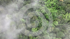 Mist above tropical rainforest mountain, Tropical forests can increase humidity in air and absorb carbon dioxide