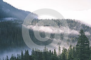 Hmla zahalené hory s lesmi - vzhľad vintage filmu