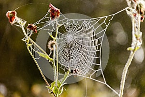Mist covered spider web with backlighting