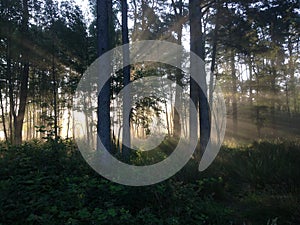 Mist of early morning and sun beams in woods