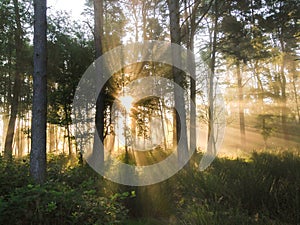 Mist of early morning and sun beams in woods