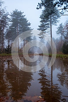 Mist-Enshrouded Path: Reflections on a Woodland Trail