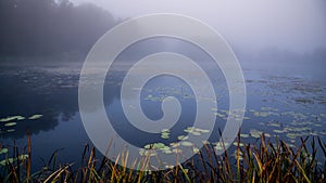 Mist fog near lake. Blue color and mood, all looks mystical. Autumn vibes in nature.