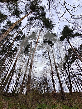 Mlha v lese a na louce při východu nebo západu slunce v přírodě