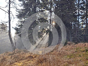 Mist in the forest. Sunrays behind the trees.