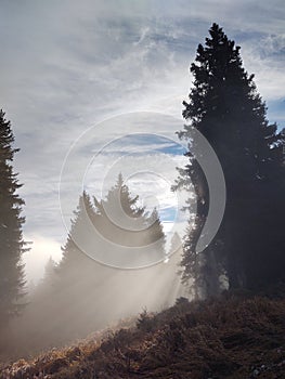 Mist in the forest. Sunrays behind the trees.