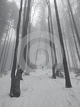 Mist in the forest. Sunrays behind the trees.