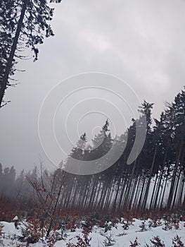 Mist in the forest. Sunrays behind the trees.