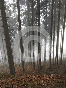 Mist in the forest. Sunrays behind the trees.