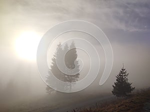 Mist in the forest. Sunrays behind the trees.