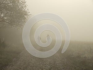 Mist in the forest. Sunrays behind the trees.