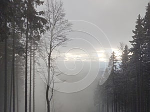 Mist in the forest. Sunrays behind the trees.