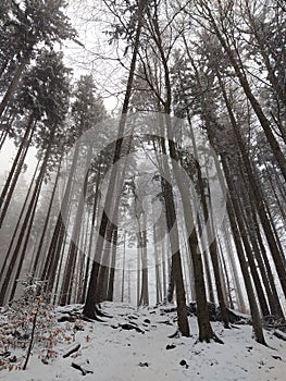 Mist in the forest. Sunrays behind the trees.