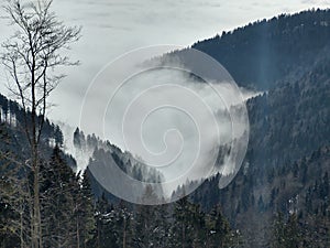 Mist in the forest. Sunrays behind the trees.