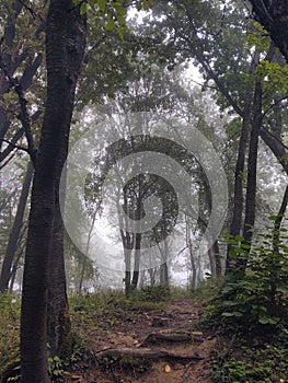 Mist in the forest. Sunrays behind the trees.