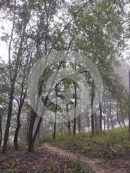 Mist in the forest. Sunrays behind the trees.