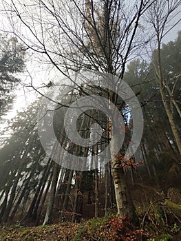 Mist in the forest. Sunrays behind the trees.